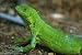 The Ultimate Iguana Care Handbook: The Definitive Guide To Taking Good Care Of Your Iguana