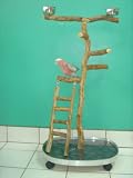 Small Playgym with Ladder (18x21x3/4 plywood/formica base)