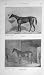 1909 Antique Print Virago Mameluke Horses Sport