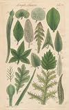 GIANT Wall Sticker of: SIMPLE LEAVES, Plate 25 Illustration by John Miller Botanical Studies from 1789 Featured plants: Pitcher Plant, Aloe, Fig, Raspberry (BRAMBLE), Asarabacca, Indian Cress, Yellow Clusia, Common Sage, Dandelion, Hops, Dog's Mercury, Horehound, Silver Tree, Asparagus, Oak, Canary Houseleek, Prickly Bears Breach.