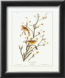 Yellow Red-Poll Warbler Framed Art Poster Print by John James Audubon, 10x12