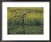A View of a Mustard Field, Grown for the Oil, in the Southern Countryside of Rajasthan State National Geographic Collection Framed Art Poster Print by Bill Ellzey, 22x18