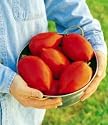 Burpee Big Mama Hybrid Tomato 25 Seeds