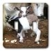 Farm Animals - Pygmy goat family - Light Switch Covers - double toggle switch
