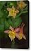 Pink and Yellow Columbine Canvas Print / Canvas Art - Artist Suzanne Gaff