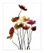 Poppies by Anna Halm-Schudel - Fine Art Print / Poster - 9.50 x 11.75