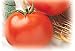 Rutgers Tomato 50 Seeds - Heirloom - Old Jersey Tomato