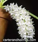 Rhyncostylis retusa alba