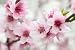 Blooming Tree in Spring with Pink Flowers - 18"W x 12"H - Peel and Stick Wall Decal by Wallmonkeys