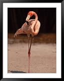Pink Flamingo Standing Framed Art Poster Print by Larry Lipsky, 39x49