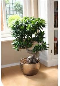 Chinese Rare Ficus Microcarpa Tree 50 Seeds House Plant