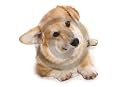 Welsh corgi dog gift round keyring