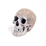 from blue ribbon Life-Like Human Skull Aquarium Ornament