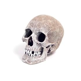 Life-Like Human Skull Aquarium Ornament