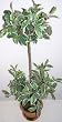 28" Double Ball Ficus Topiary