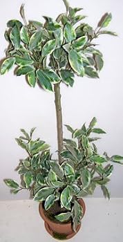28" Double Ball Ficus Topiary