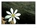 Bloodroot, Michigan Photos To Go Collection Photographic Poster Print by Stan Osolinski, 16x12