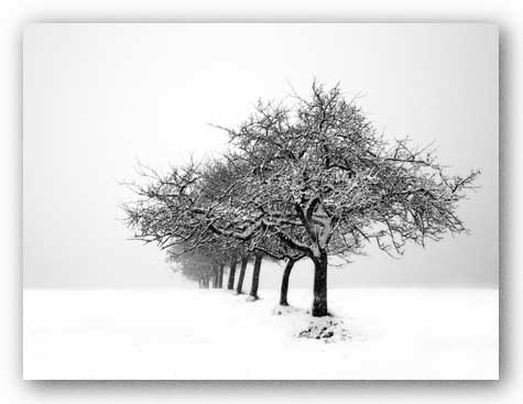 Winter Tree Line