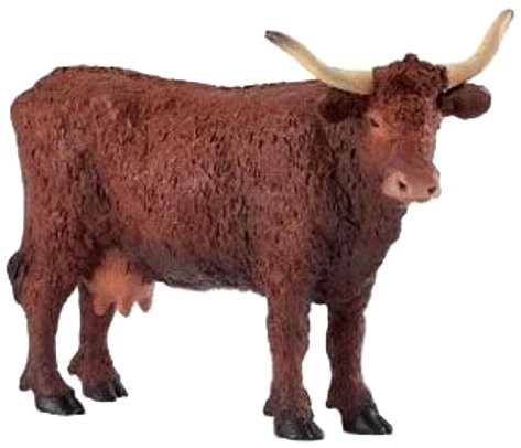 Salers Cow