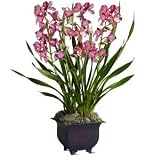 Teleflora's Simply Cymbidium