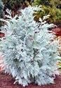 'Van Pelt' Lawson's Cypress, 20-28 inch Tree