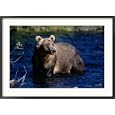 Kodiak Brown Bear (Ursus Middendorfii) Collections Framed Photographic Poster Print by George F. Mobley, 35x25