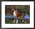 Boxer Dog, Illinois, USA Animals Framed Art Poster Print by Lynn M. Stone, 22x18
