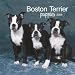 boston terrier - Boston Terrier Puppies 2008 Mini Wall Calendar