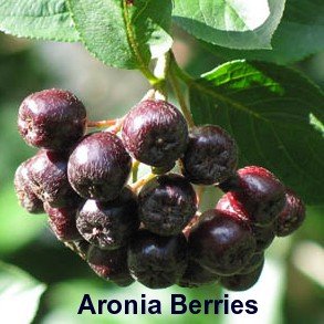 'Viking' Black Chokeberry Plant - Aronia - Shrub/Bonsai/Wine - 4