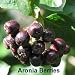 Viking Black Chokeberry Plant