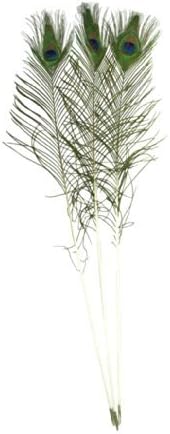 Natural Peacock Feathers 30" to 35", 100 pcs