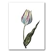 genus Tulipa 2 - 5" x 7" Museum Quality Greeting Card