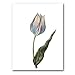 genus Tulipa 2 - 5" x 7" Museum Quality Greeting Card