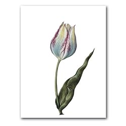 genus Tulipa 2 - 5" x 7" Museum Quality Greeting Card