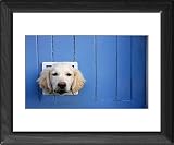 Framed Prints of Labrador from Rspca
