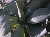 10 Agave Pedunculifera tropical house plant seeds frost hardy - B001UDICBU