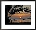 Dahab, Egypt, Middle East:Silhouette of Palm Tree over the Sunset Scenic Framed Photographic Poster Print by Brimberg & Coulson, 22x18