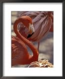 Pink Flamingo in Ardastra Gardens and Zoo, Bahamas, Caribbean Photography Framed Art Poster Print by Greg Johnston, 18x22