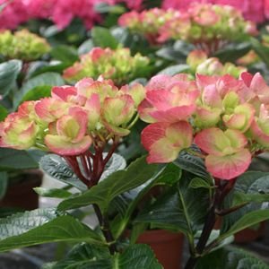 .com : Hydrangea Abracadabra™ Orb Hydrangea Big Leaf  1 Gallon 