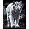 Reeves Scraperfoil White Tiger PPSF40