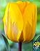 Darwin Hybrid Tulip Holland Emotions 10 Bulbs - Easy