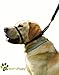 Canny Collar for Dogs, Black, Size 5
