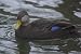 Black Duck Taxidermy Photo Reference CD