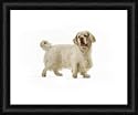 Dog - Clumber Spaniel from Ardea