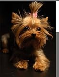 The Yorkshire Terrier