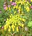 Ready-Potted and Growing - Allium flavum 7cm Square Pot