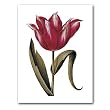 genus Tulipa 55 - 5" x 7" Museum Quality Greeting Card