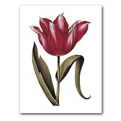 genus Tulipa 55 - 5" x 7" Museum Quality Greeting Card