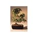 SKG INC.'s IMPORTED FLOWERING FUKIEN TEA INDOOR BONSAI