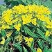 Euphorbia Amjilassa